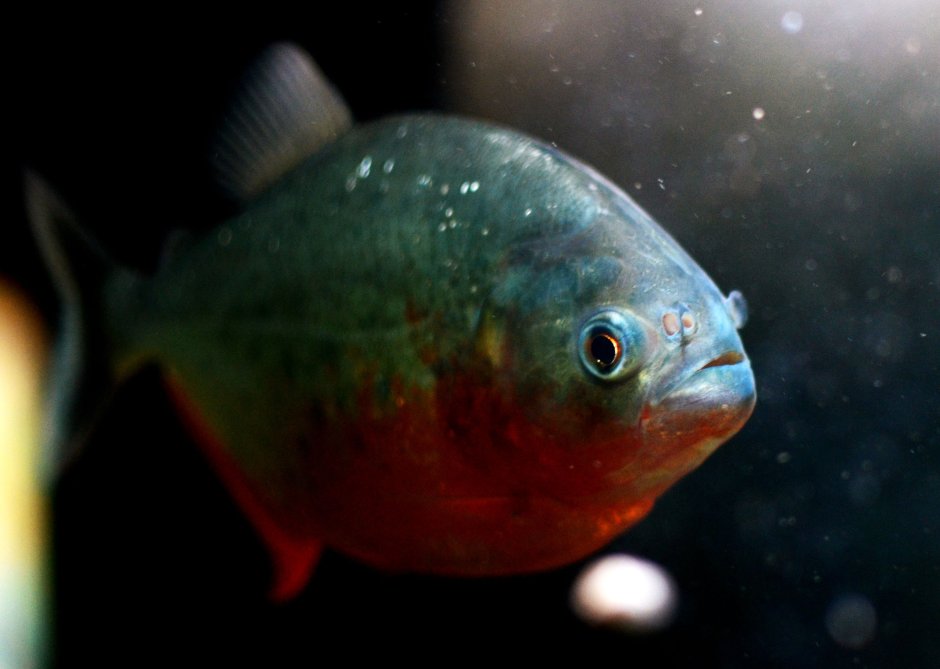 Red belly Piranha
