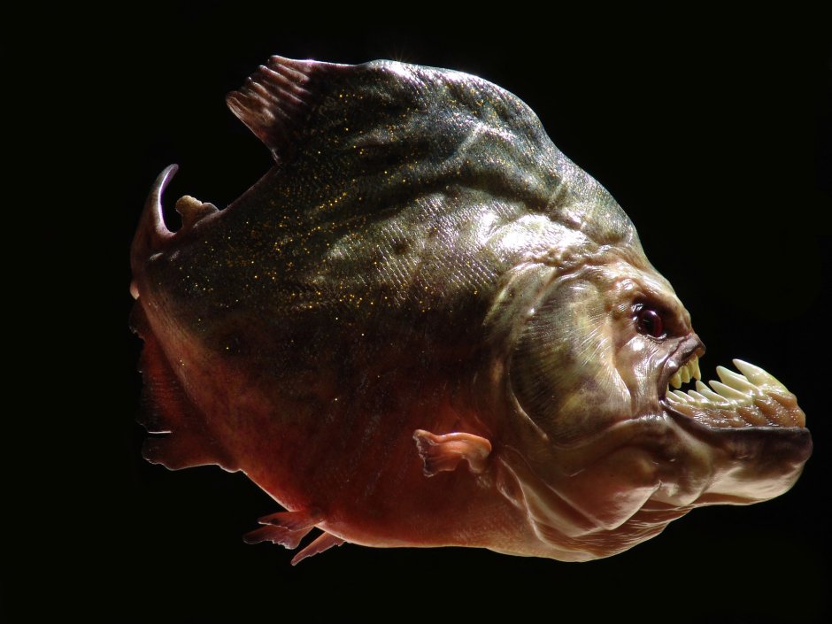 Пиранья Пигоцентрус Наттерера Доисторическая