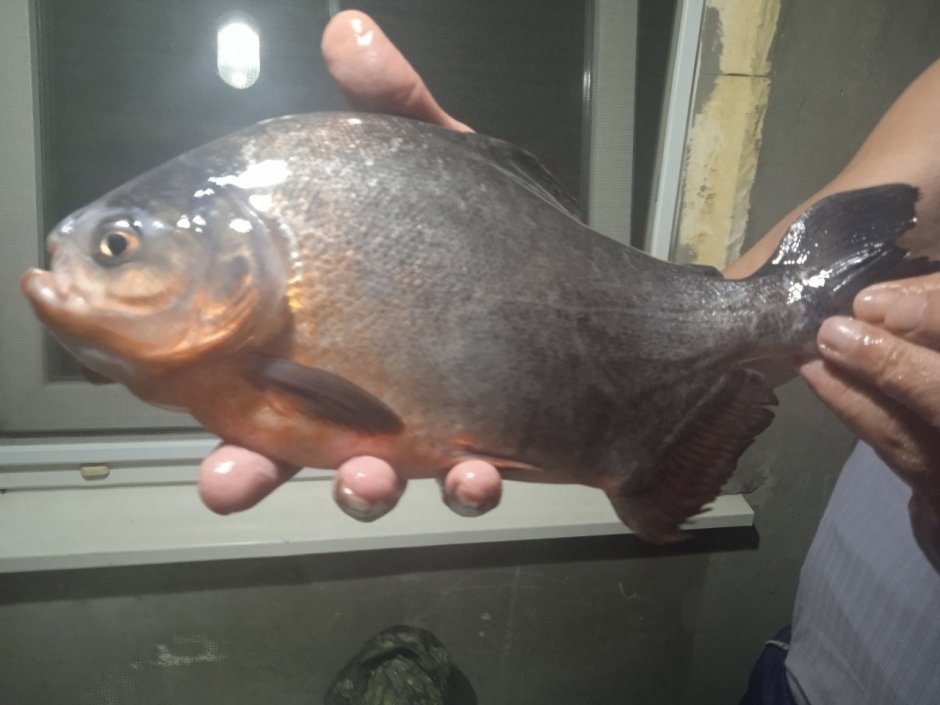 Скумбриевидный гидролик амазонки