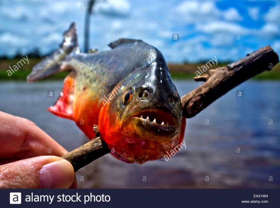 Пиранья Наттерера зубы