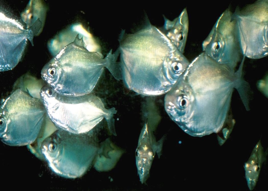 Скумбриевидный гидролик (Payara)