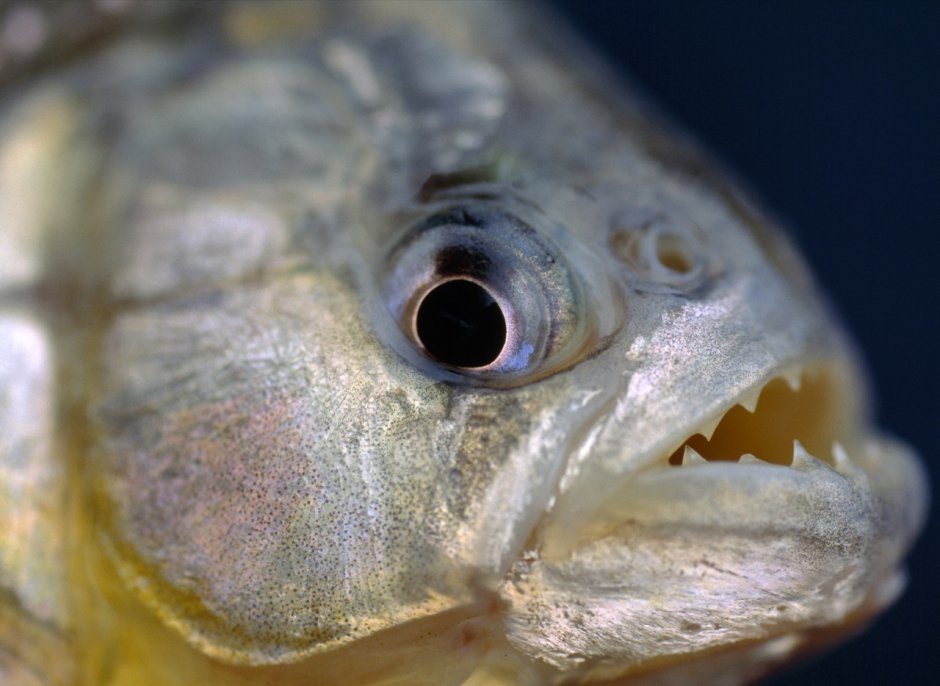 Пиранья Наттерера