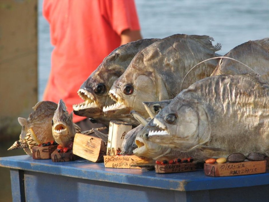 Полосочки рыбы рисунок