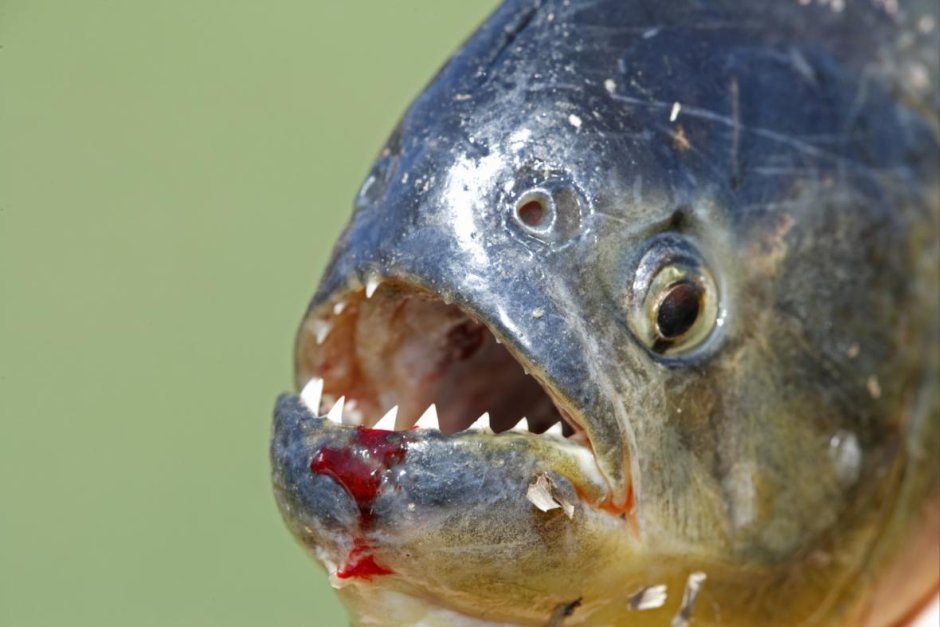 Пиранья Наттерера