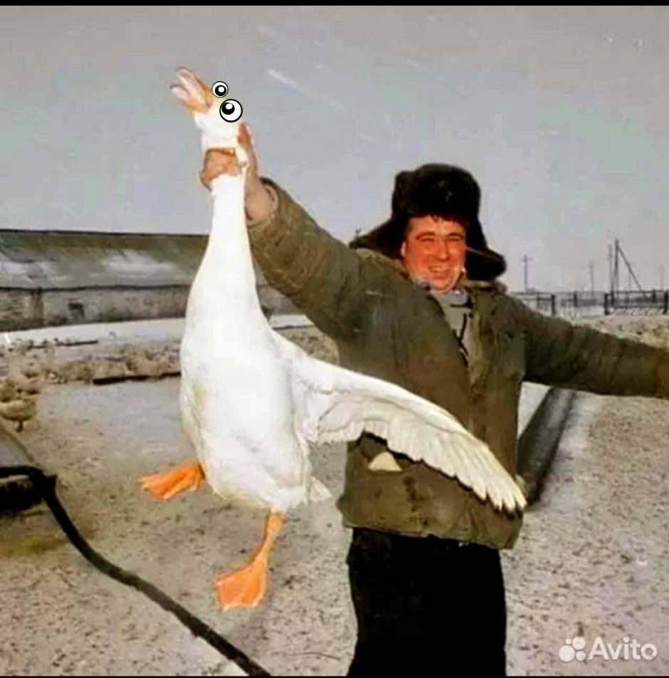 Гусь с руками