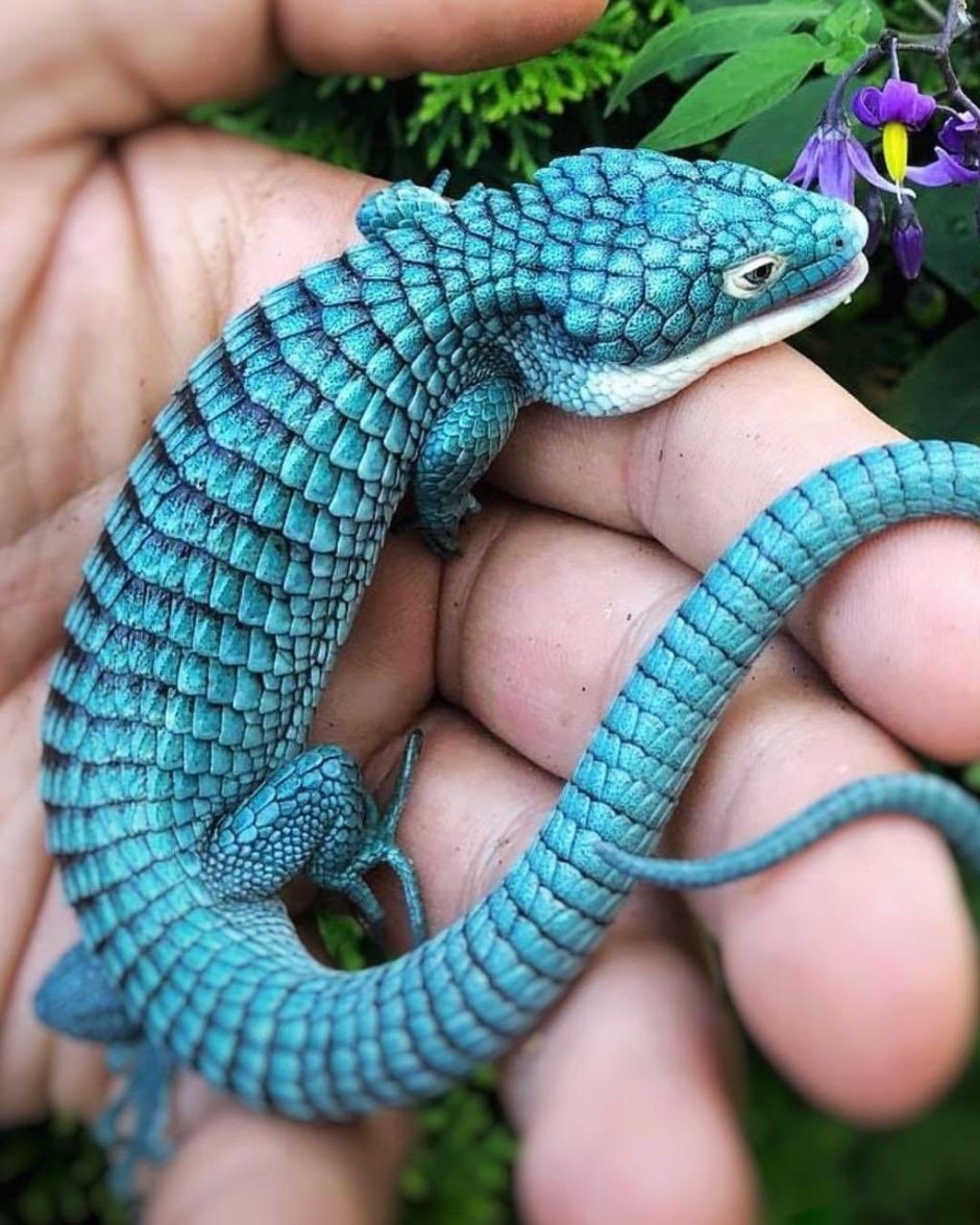 Сибирский углозуб Salamandrella keyserlingii