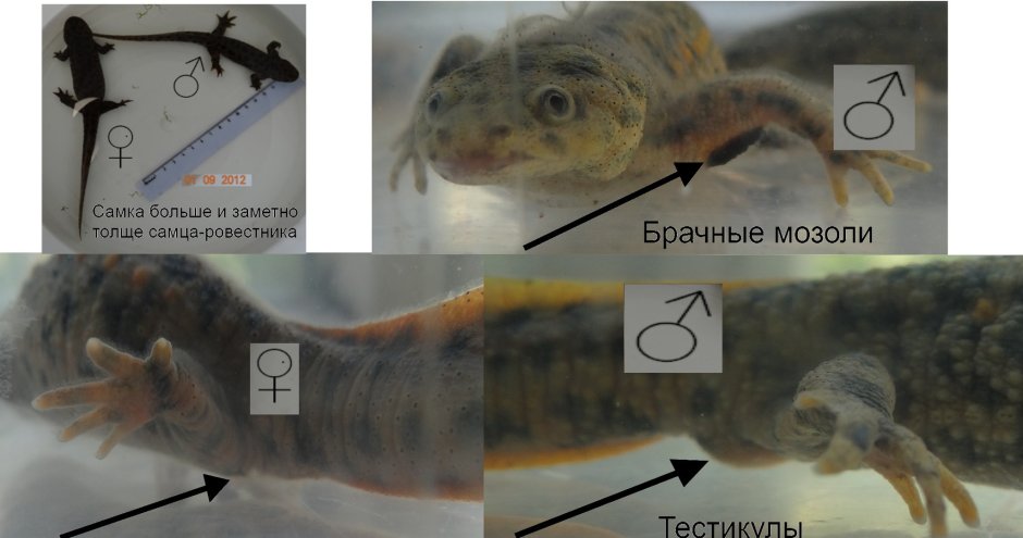 Фурии змеи