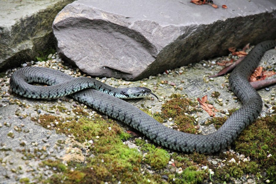 Ящерица Луговая (Lacerta praticola)