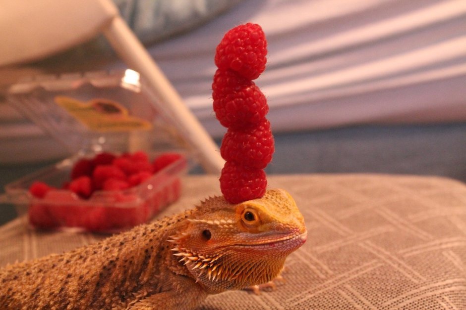 Фурри змеи DEATHHYDRA Rose