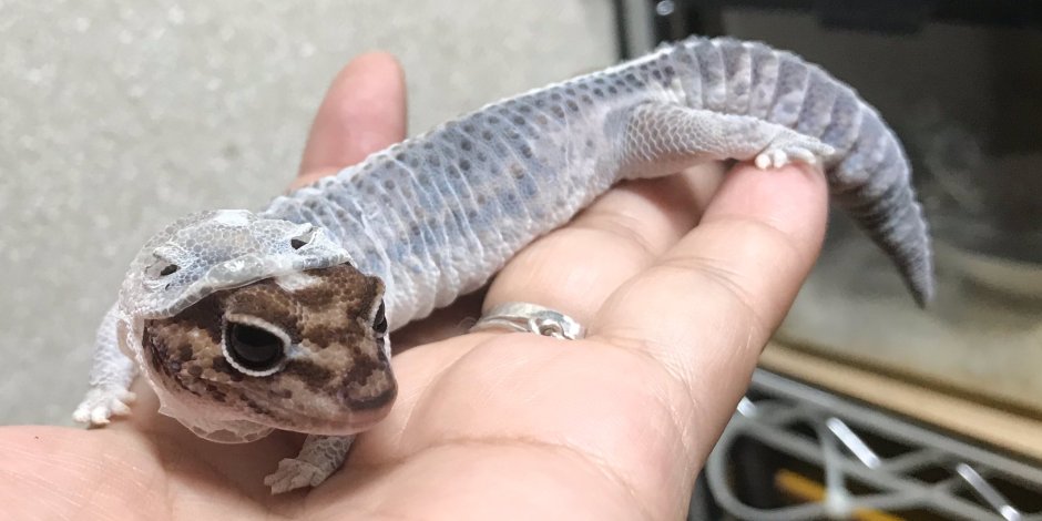 Королевский питон розовый