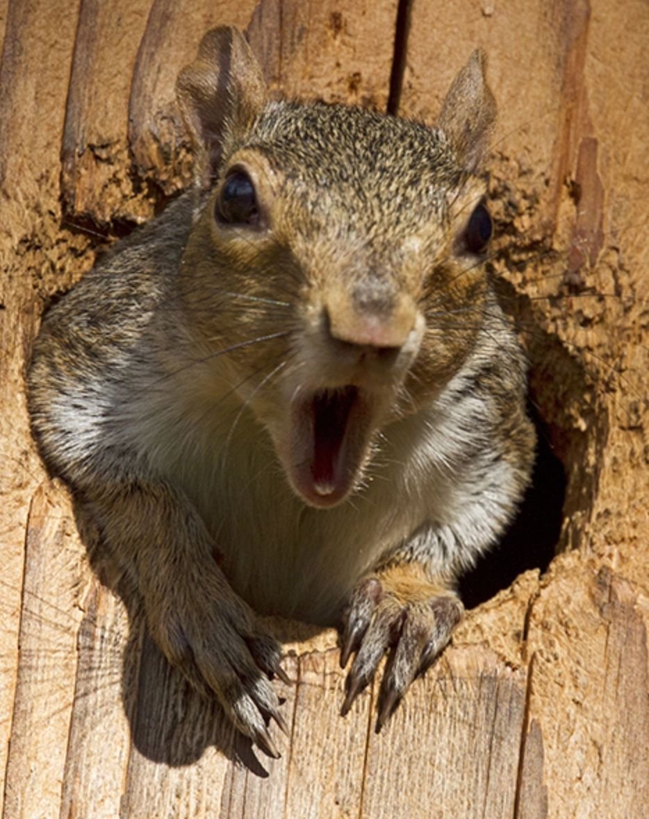 Бешеный бурундук