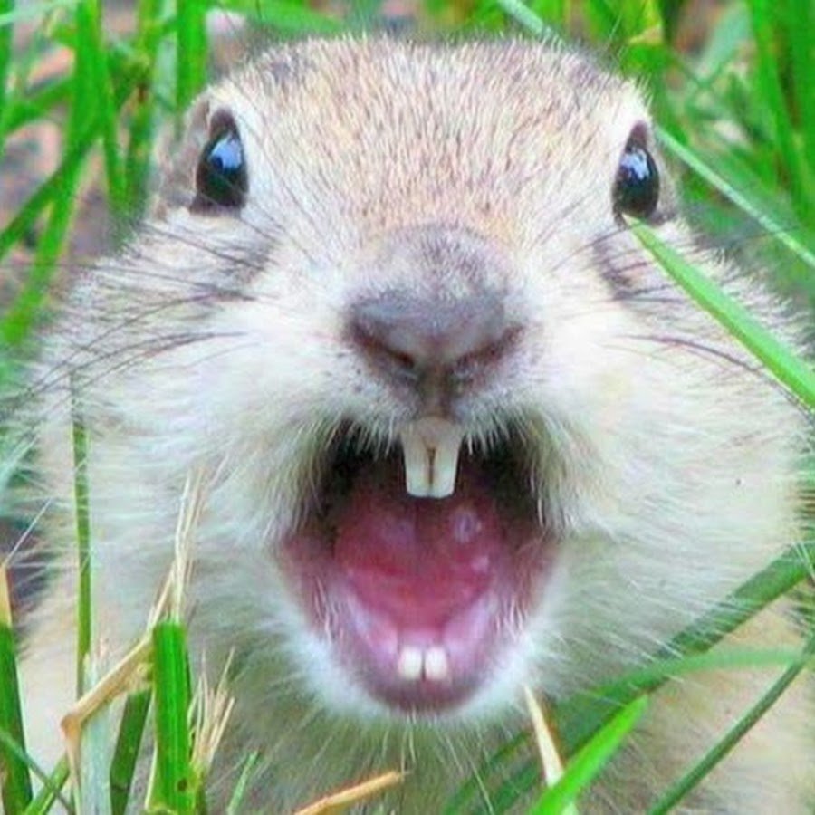 Фуфлик суслик