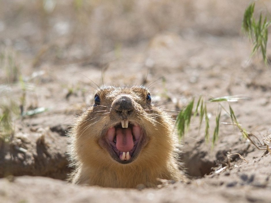 Злой суслик