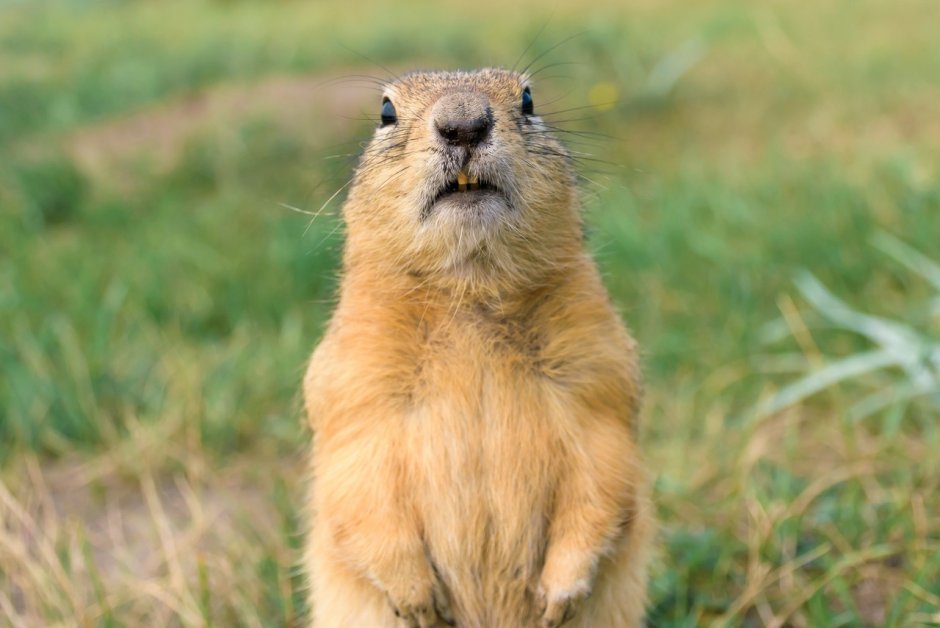 Тонкопалый суслик
