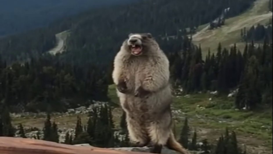 Суслик на Дальневосточном гектаре