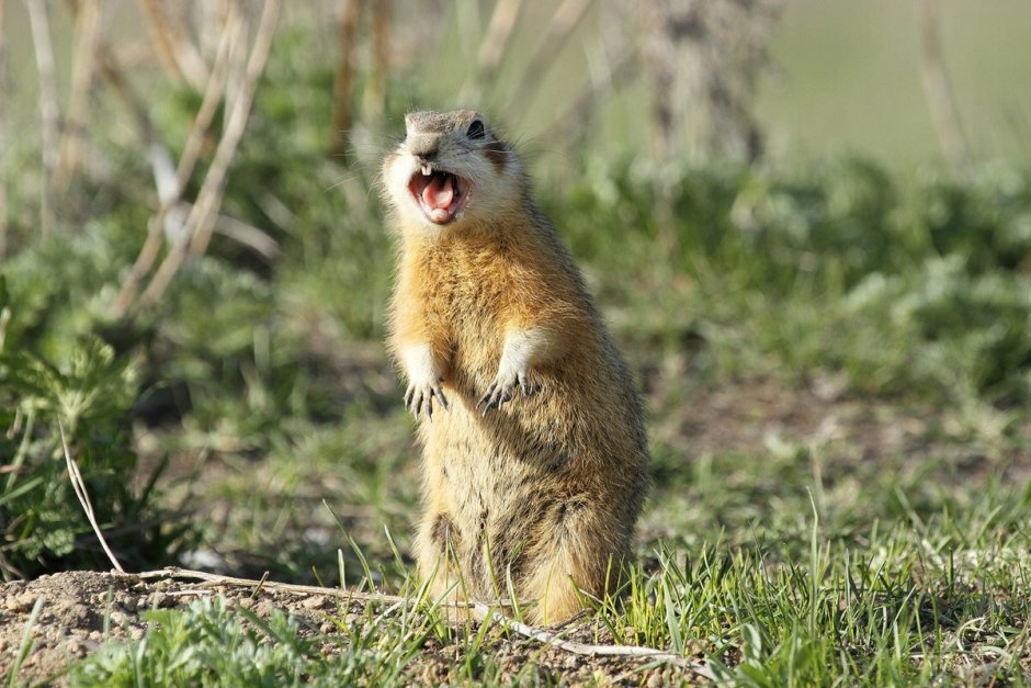 Сурок кричит