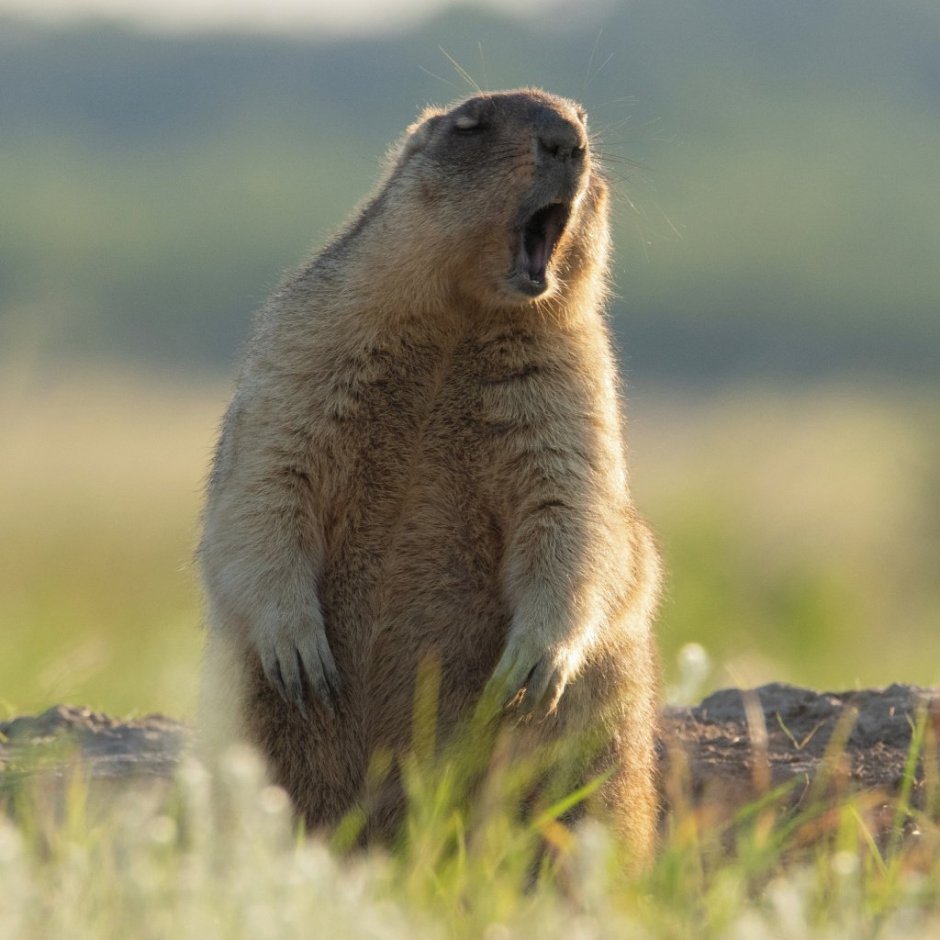 Суслик Байбак