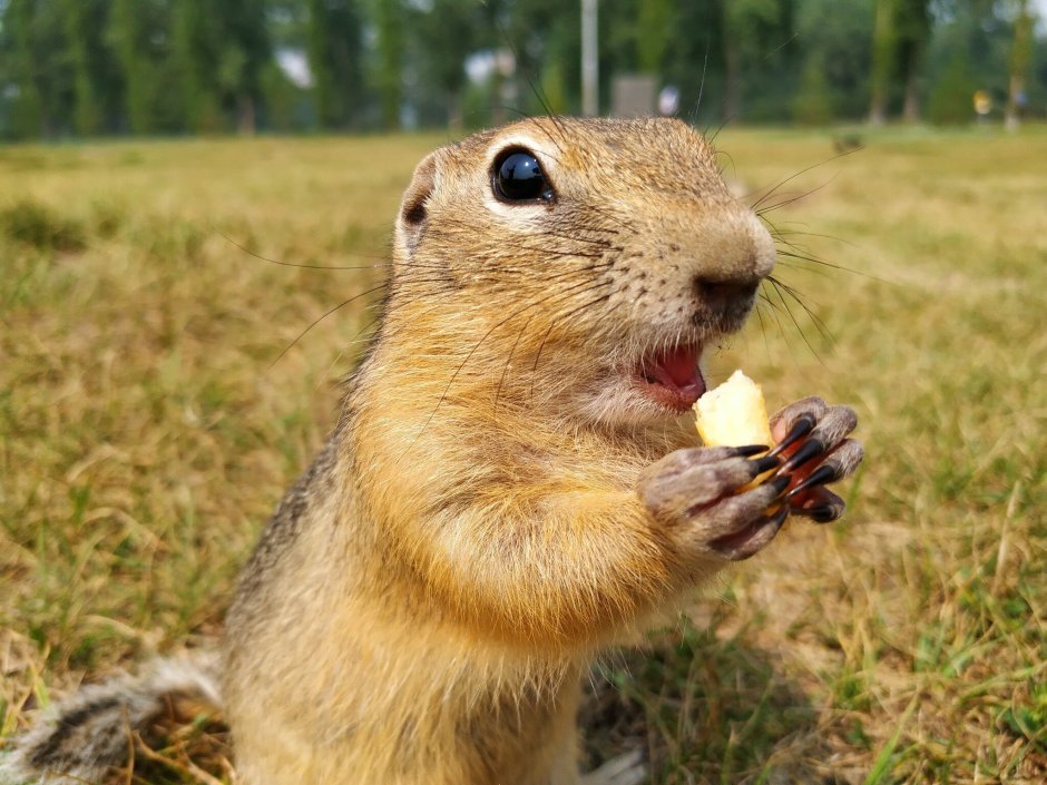 Руслик суслик