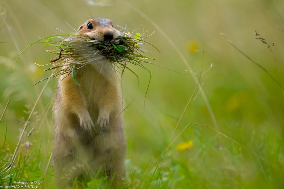 Веселый суслик