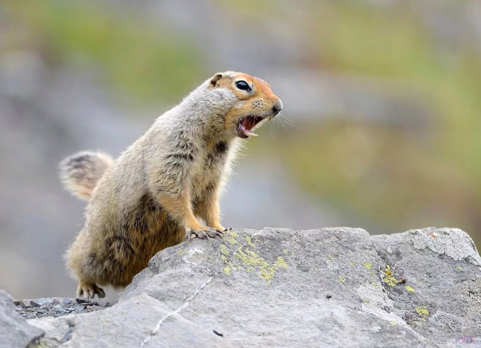 Берингийский суслик