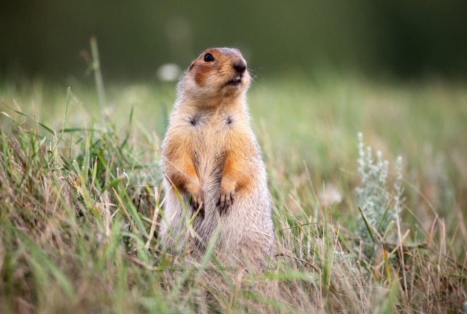 Черноголовый суслик