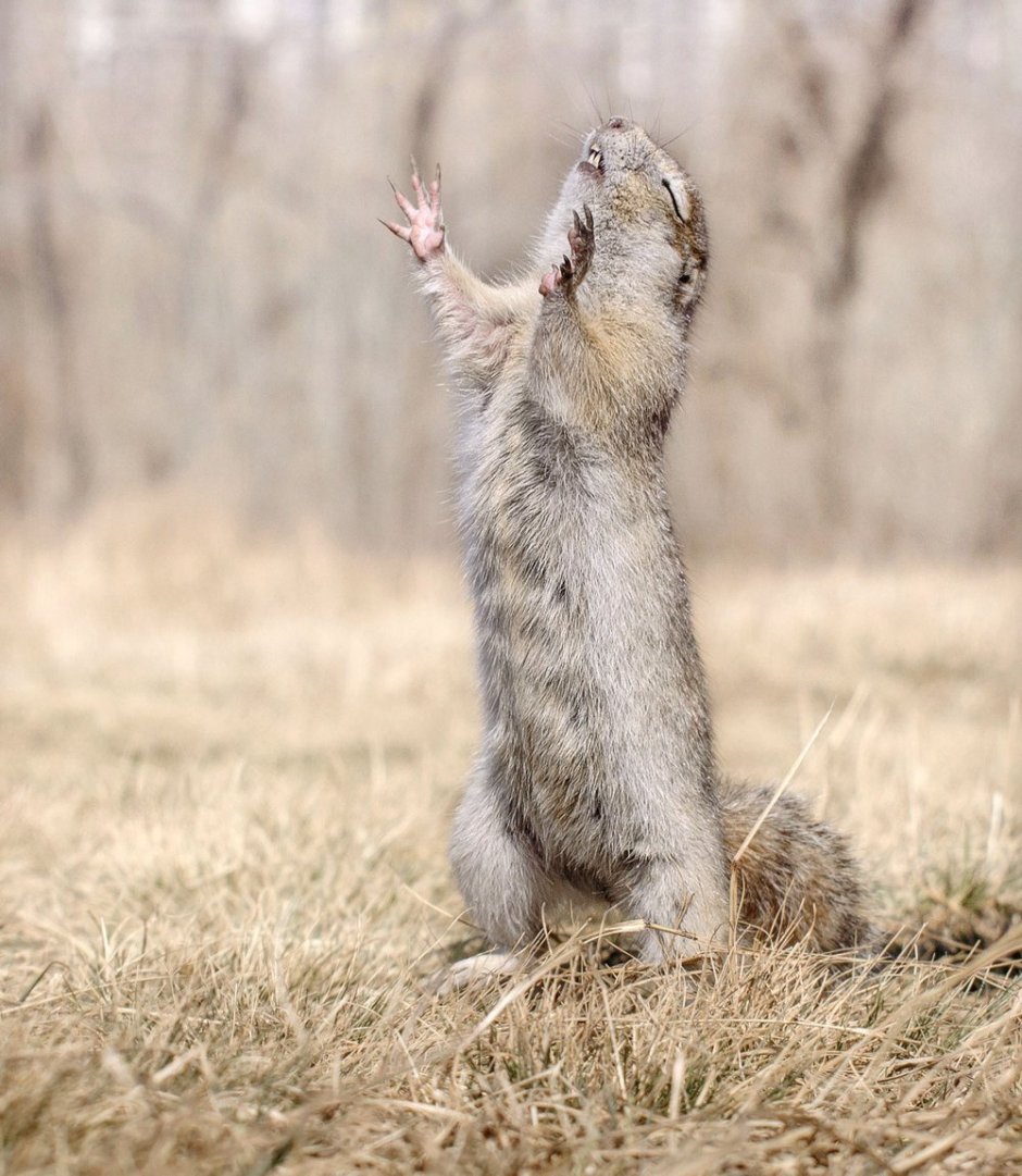 Суслик кричит