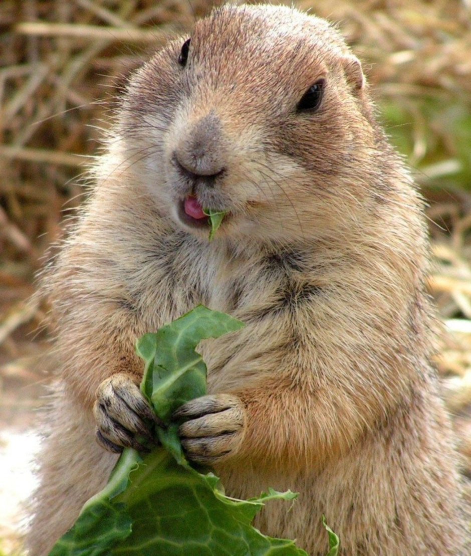 Сурок в клетке