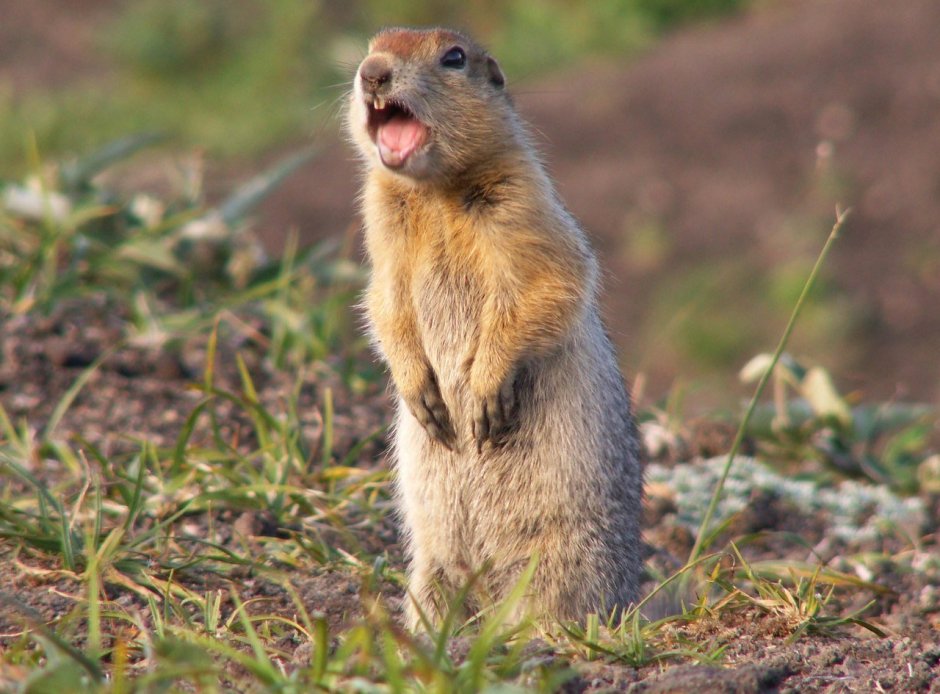 Суслик ареал