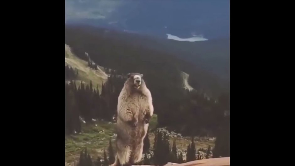 Хомяк орет на горе