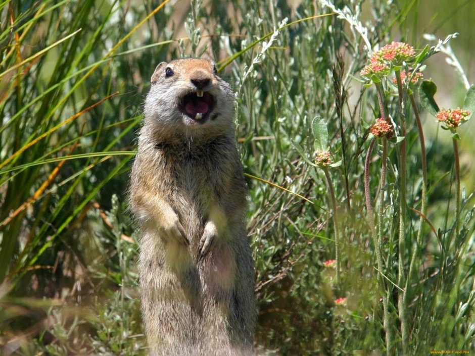Суслик агроном