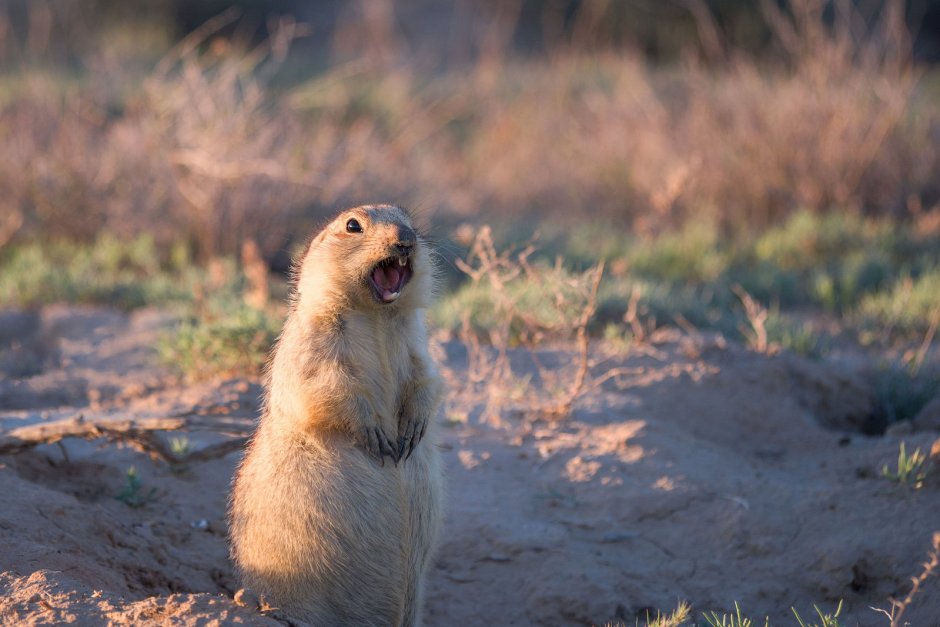 Кричащий суслик