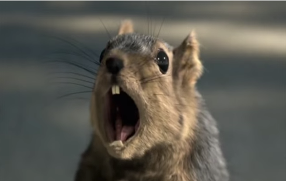 Бобер кричит