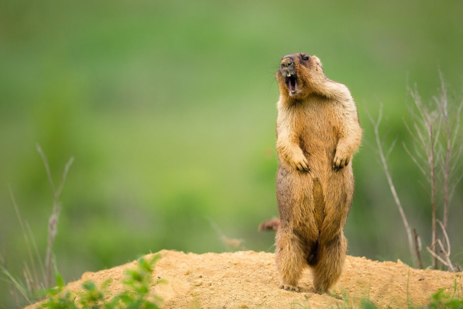 Сурок суслик Байбак это
