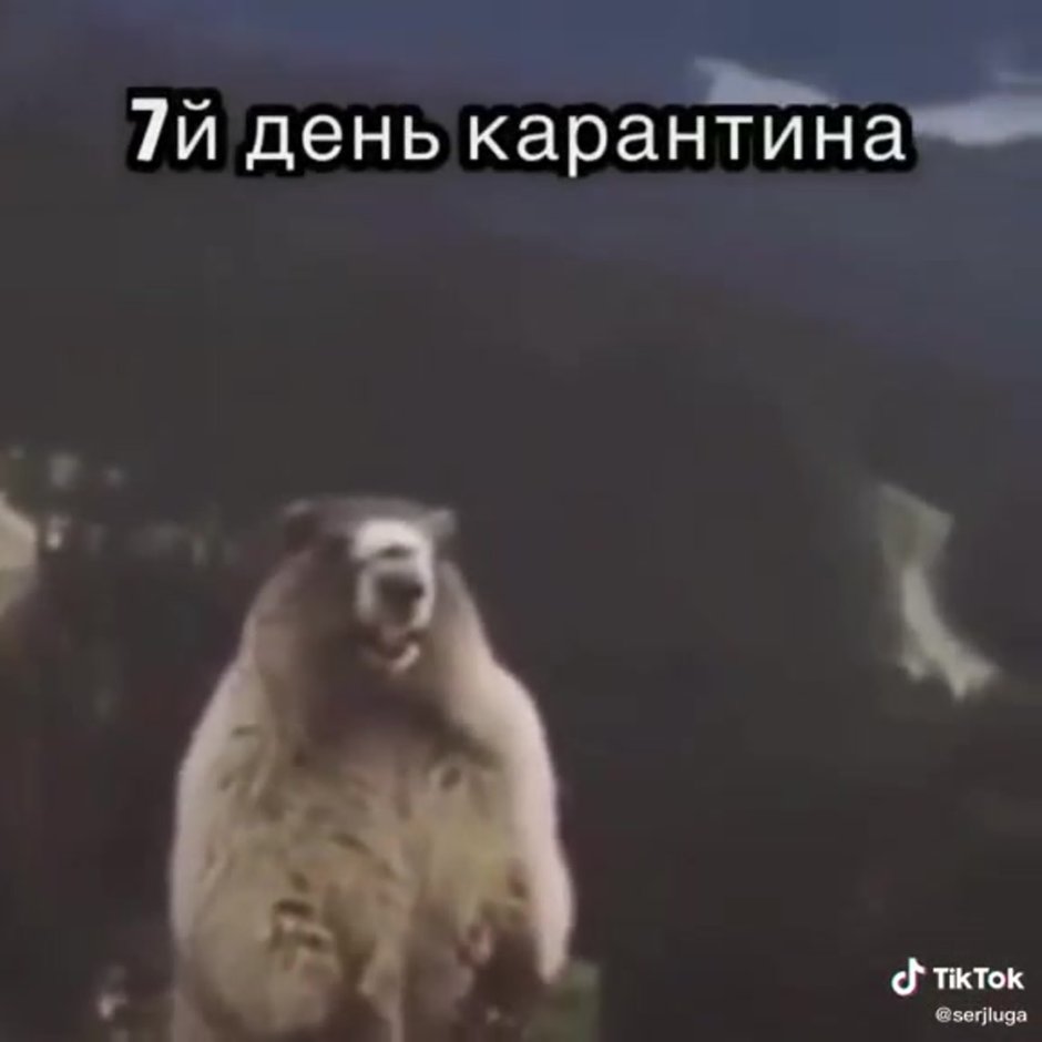 Орущий суслик Мем