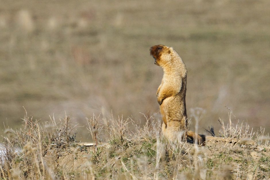 Ванкуверский сурок