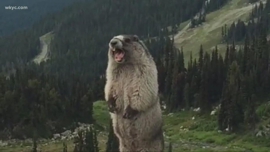 Суслик орёт в горах