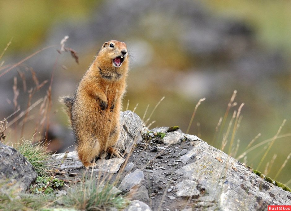 Айдахский суслик