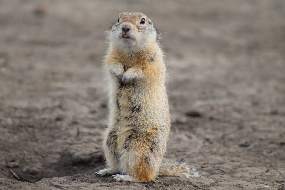 Суслик Байбак крик