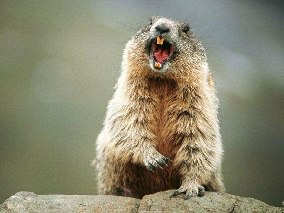 Кричащий сурок