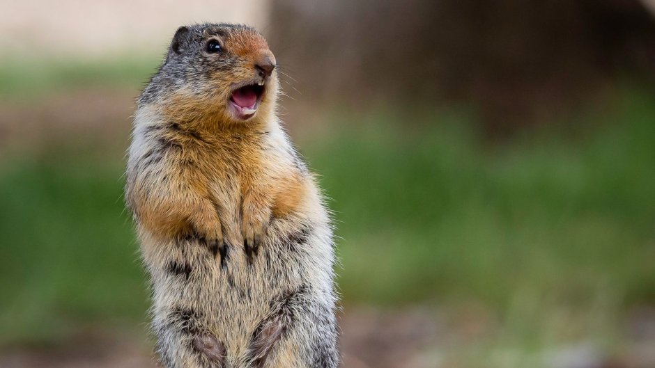 Суслик тринадцати полосный