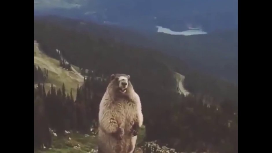 Орущий бобер