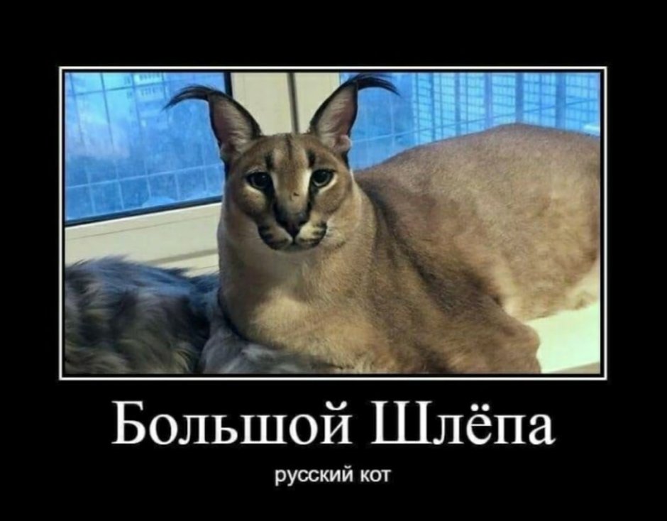 Каракал Гоша Шлепа