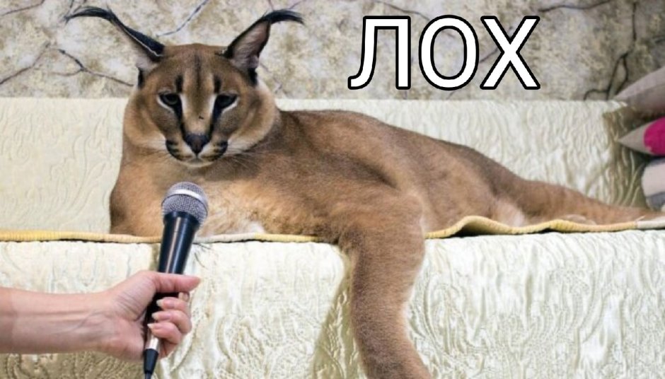 Флоппа Шлеппа
