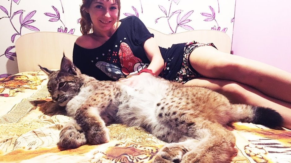 Новогодний Шлепа кот
