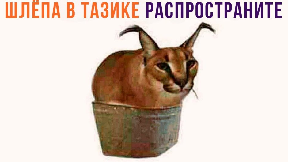 Рысь европейская обыкновенная
