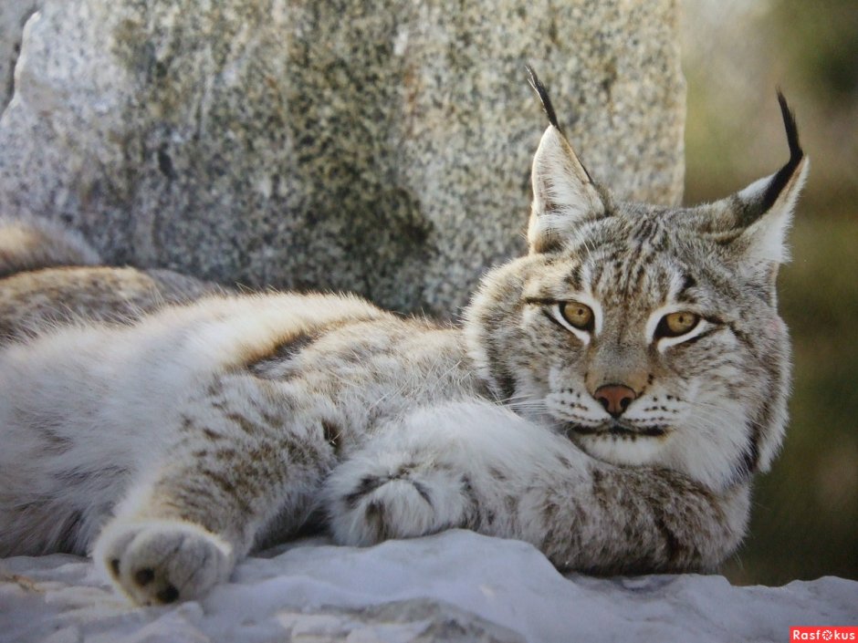 Дурацкие коты