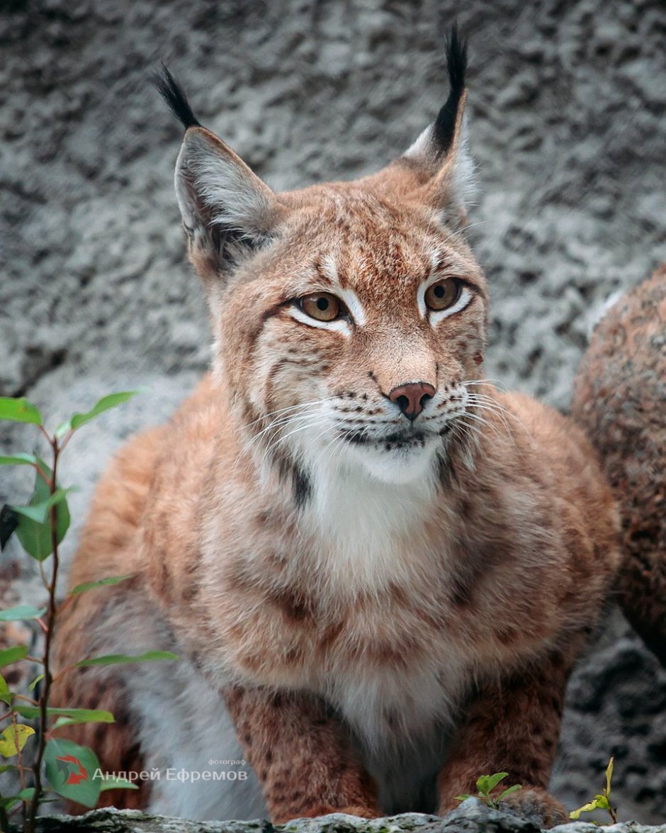 Lynx Lynx фурри