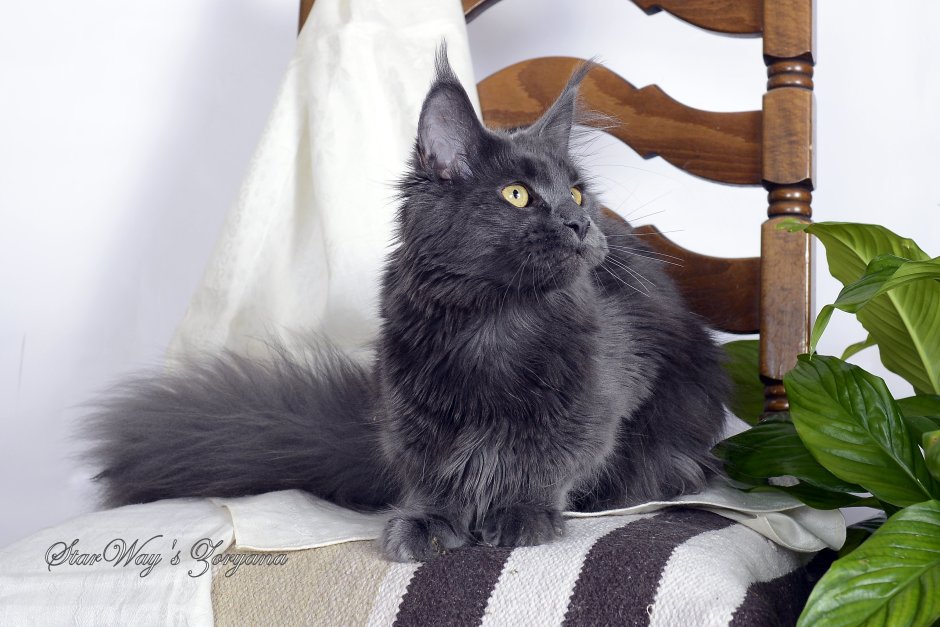 Котята Мейн кун окрас голубой Солид