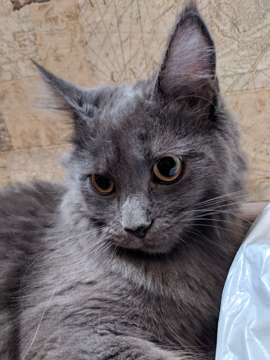 Камская кошка