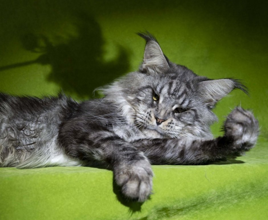 Кошка Мейн кун дымчатая
